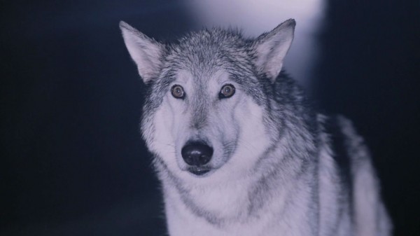 The wolf in the pilot episode (S1E01)