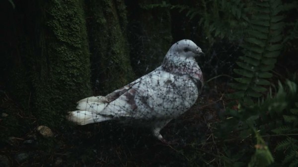 Mary Margaret's dove/pigeon (S01E10)