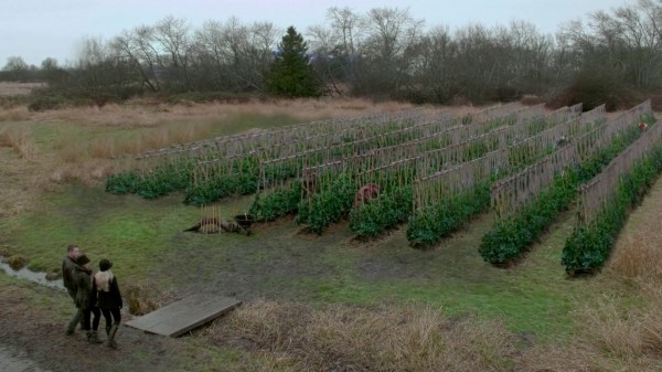 Magic bean field (2x19-Lacey)