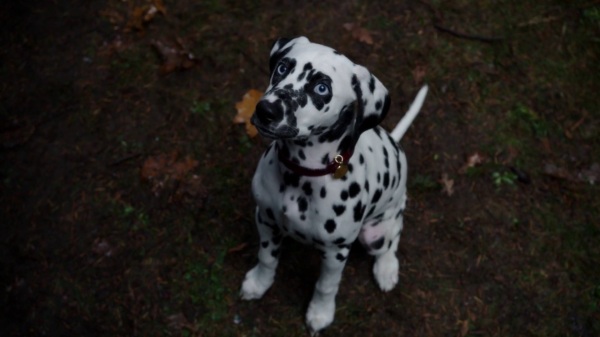 Once Upon a Time 4x12 Heroes and Villains - Dalmatian puppy