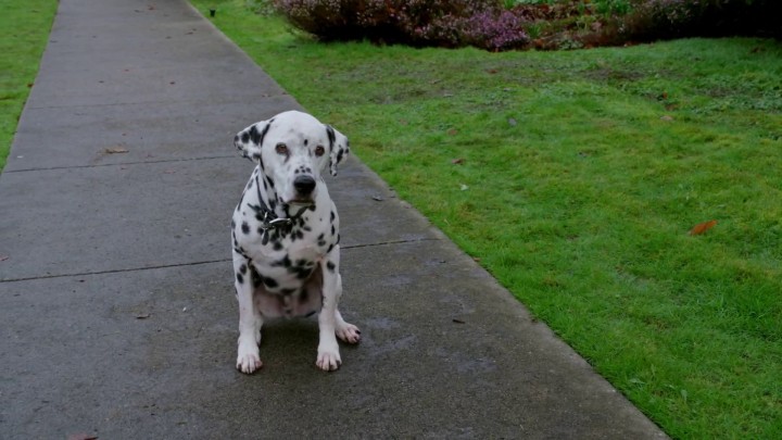 Once Upon a Time 4x19 Sympathy for the De Vil - Fetch with Pongo