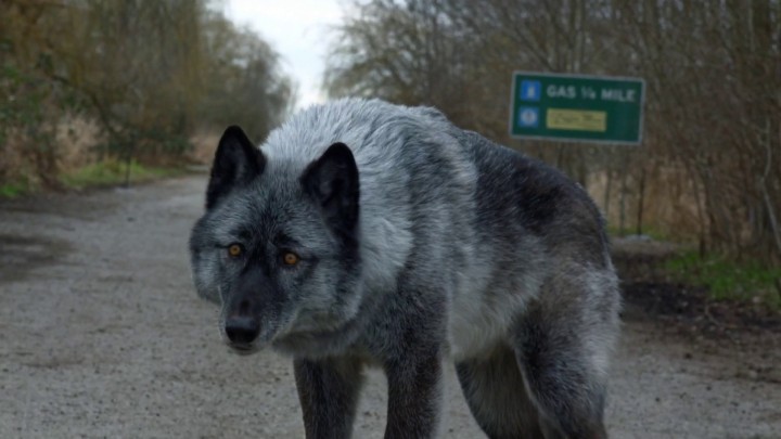 Once Upon a Time 4x20 Lily - Wolf on the road