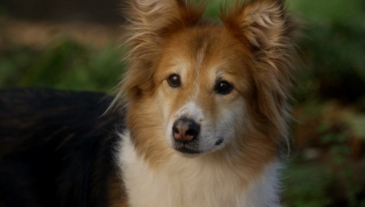 Once Upon a Time 6x07 Heartless - David's dog Wilby